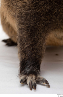 Nutria leg 0012.jpg